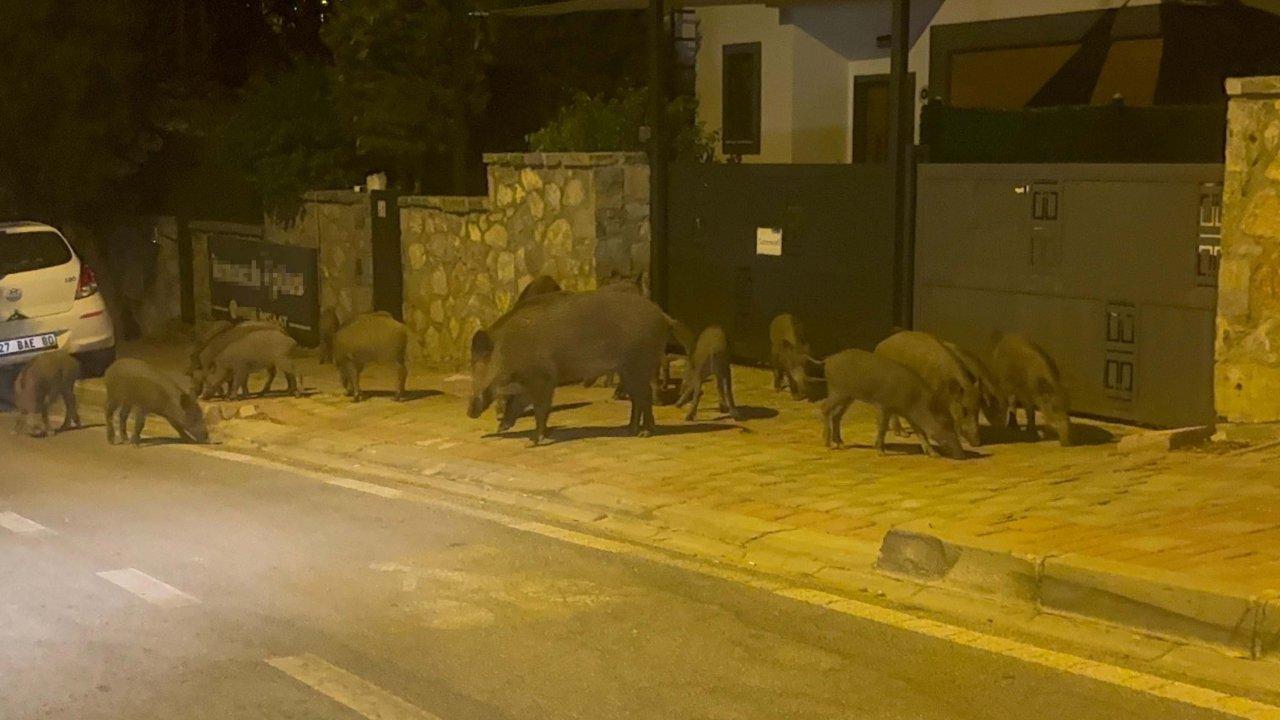 Bodrum'da aç kalan domuzlar ilçe merkezine indi: O anlar kamerada