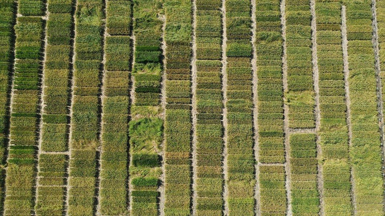 Edirne'de yüksek verimli ve hastalıklara dayanıklı 3 çeltik çeşidi geliştirildi