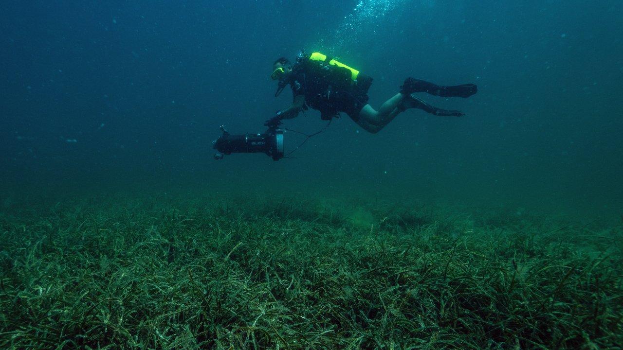 Marmara Denizi’ne deniz çayırı ekildi!