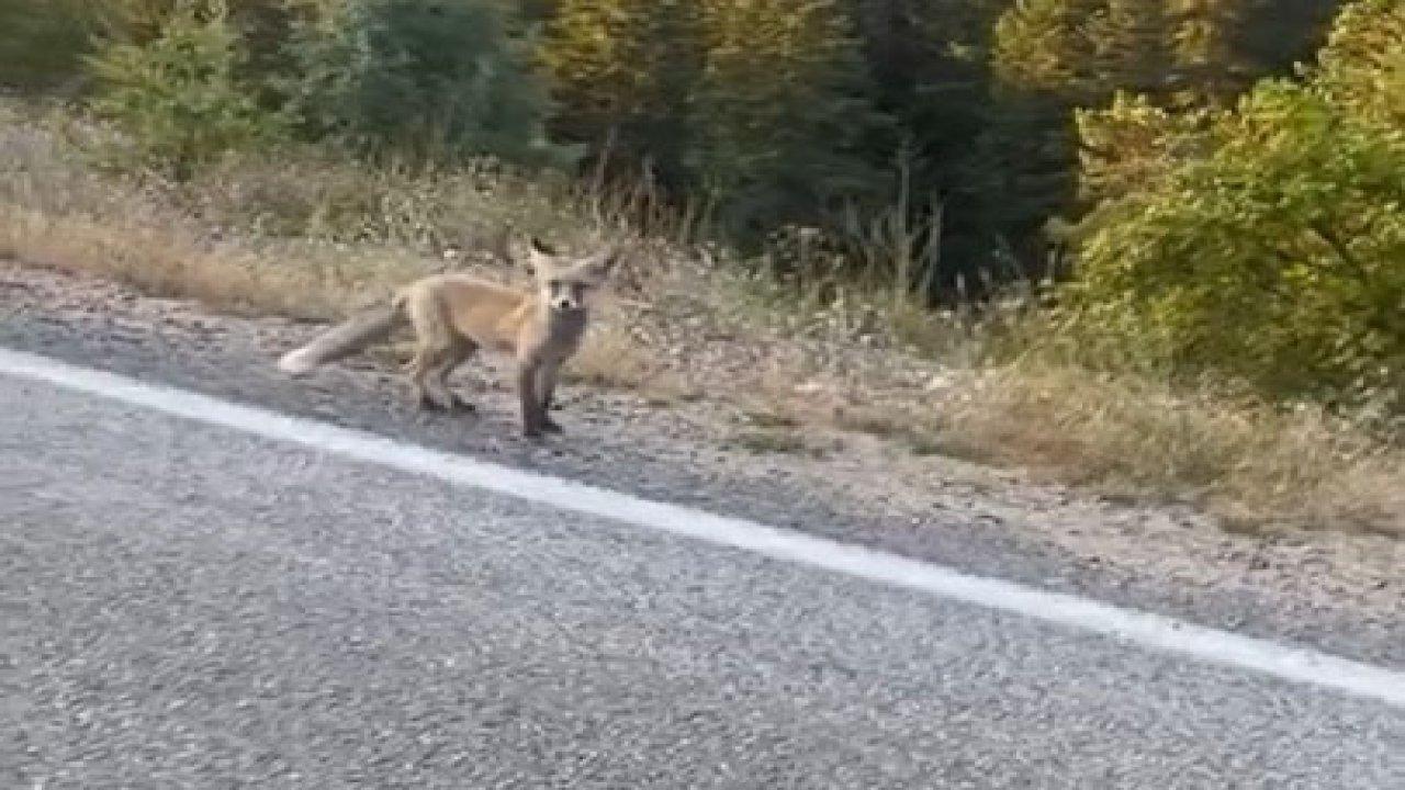 Yol kenarında gördükleri tilkiyi bisküvi ile besledi