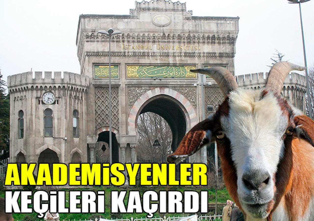 Akademisyenler keçileri kaçırdı