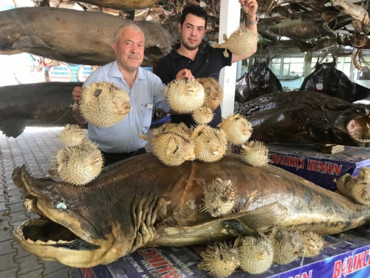 Balon balığı zehir saçıyor