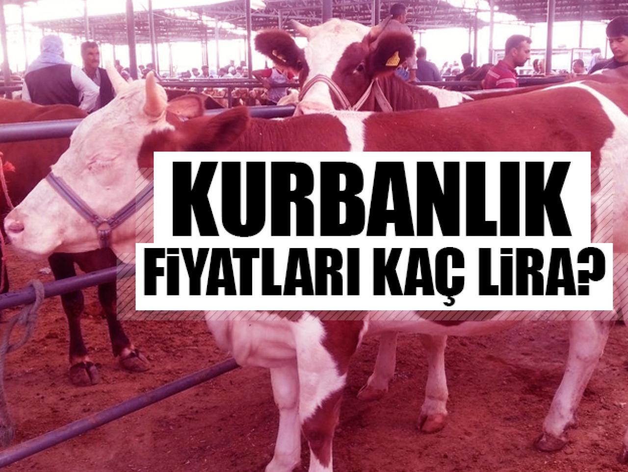 2019 büyükbaş ve küçükbaş kurbanlık fiyatları kaç lira? Kimler kurban kesebilir