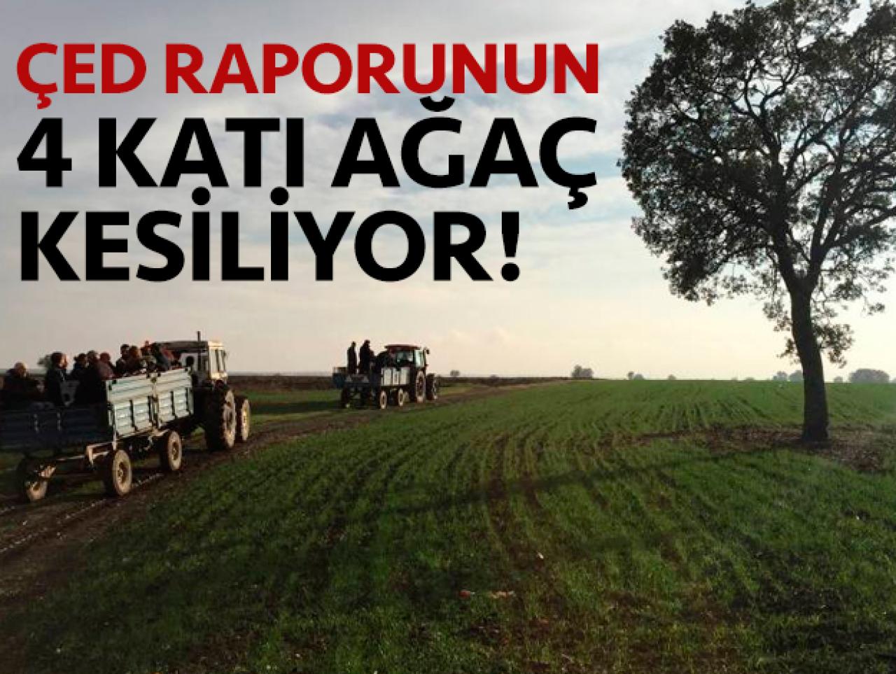 ÇED raporunun 4 katı ağaç kesiliyor!