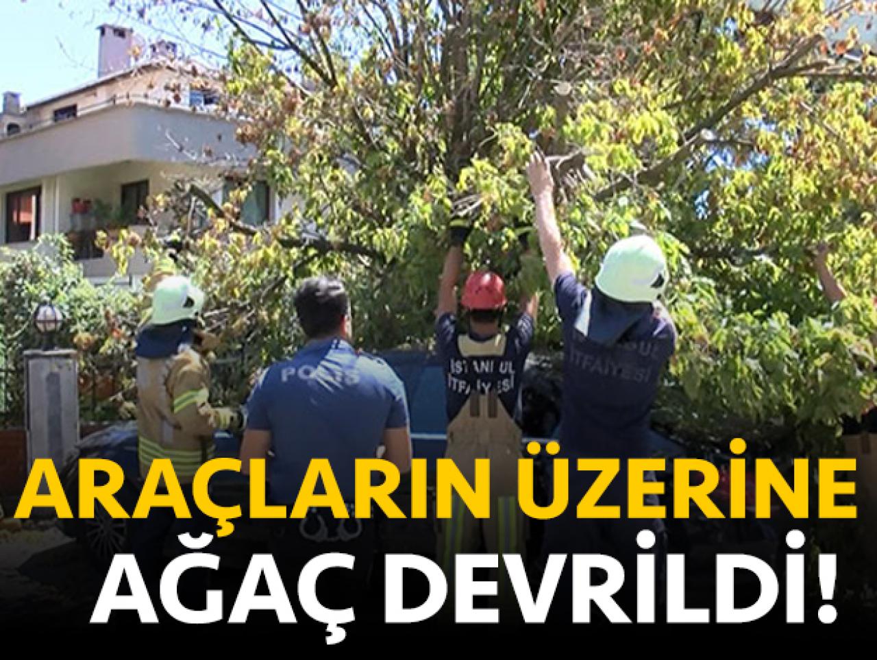 Florya'da park halindeki 3 aracın üzerine ağaç devrildi