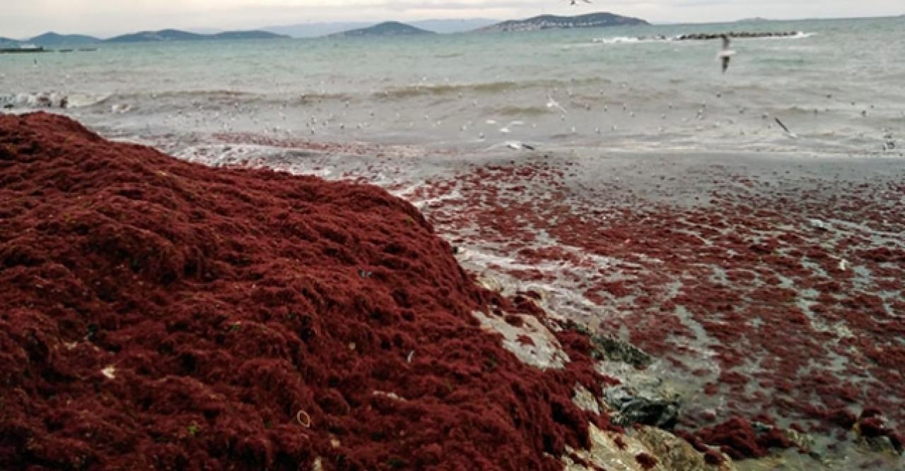 Kırmızı yosunlar Caddebostan sahilini sardı