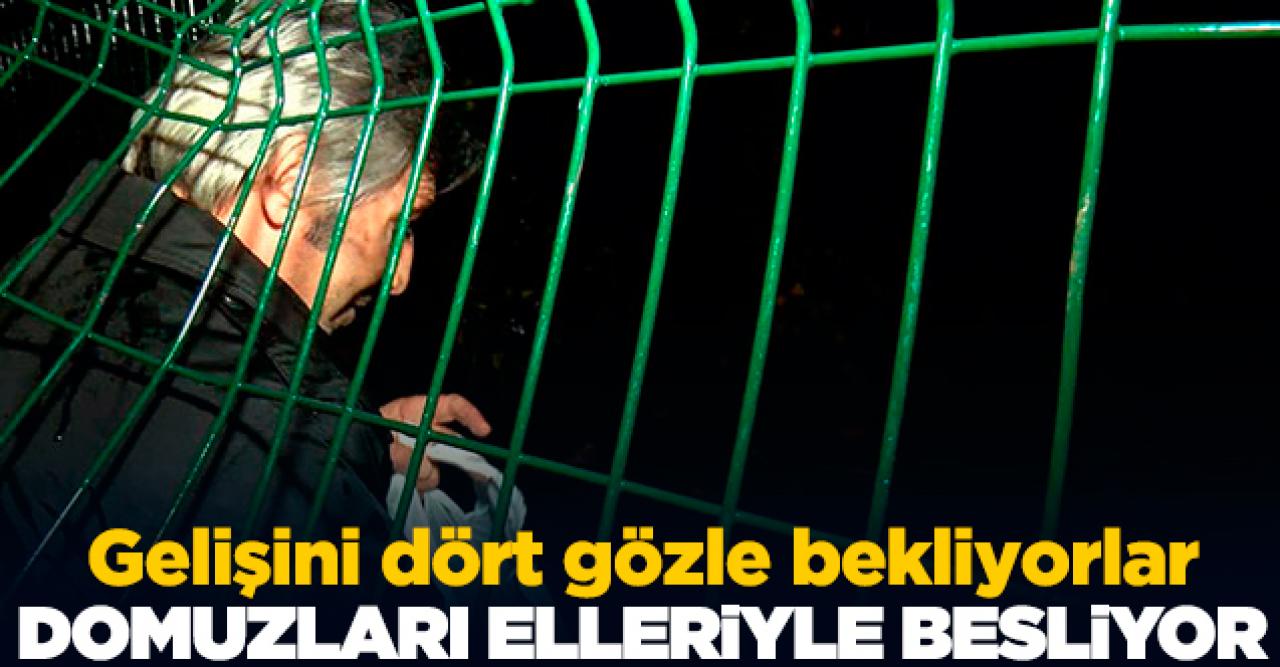 Gelişini bekliyorlar! Yaban domuzlarını elleriyle besliyor