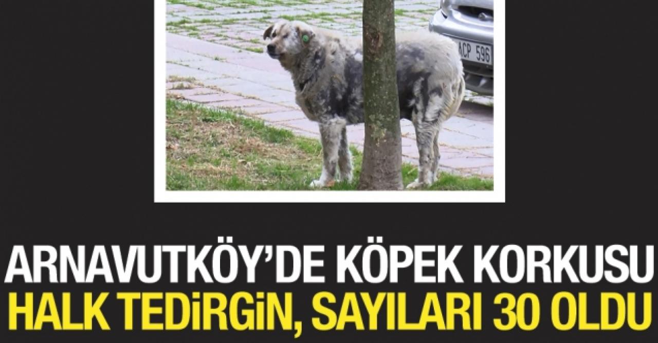 Arnavutköy'de köpek korkusu