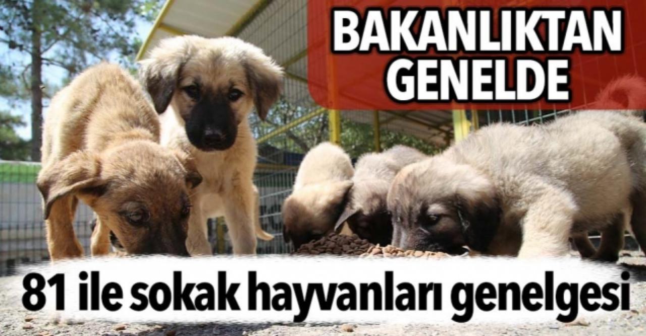 Bakanlıktan genelge:  81 ile sokak hayvanları genelgesi