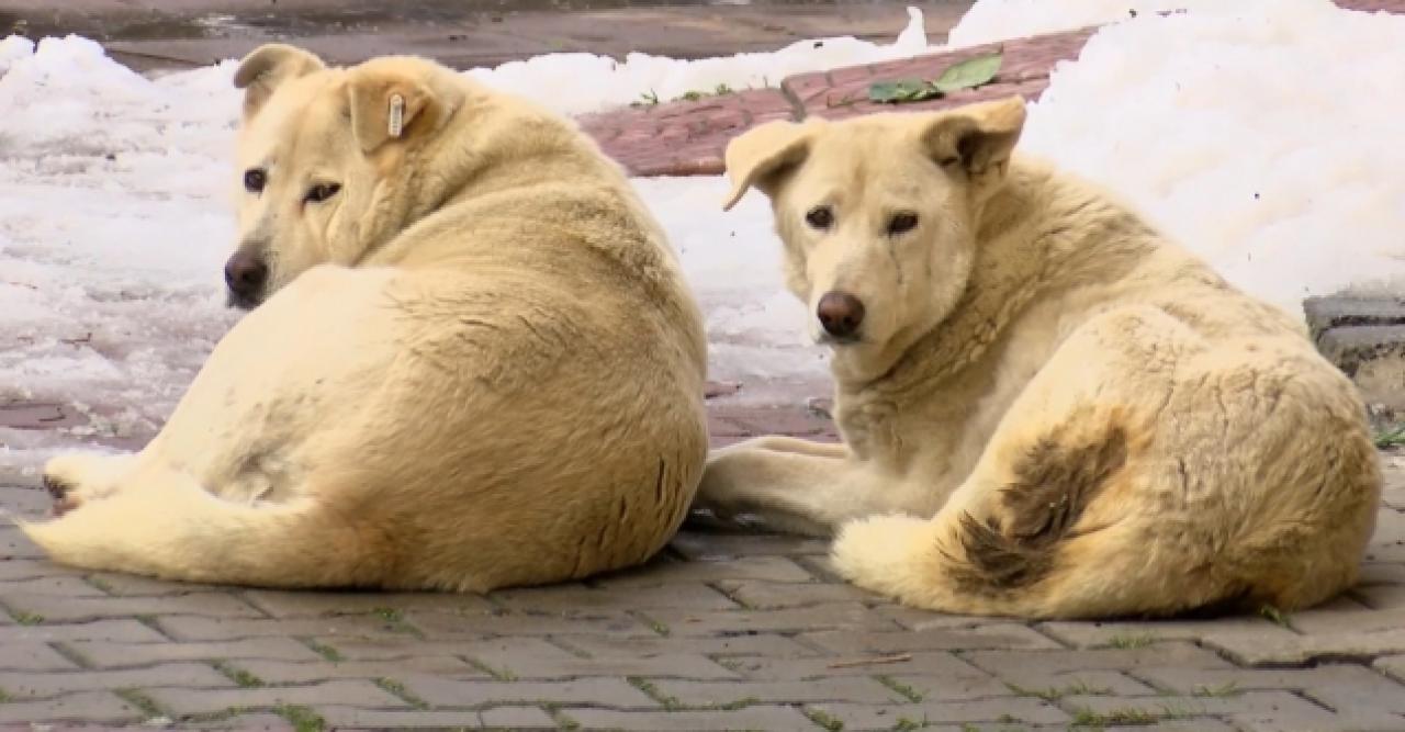 Köpek korkusu!