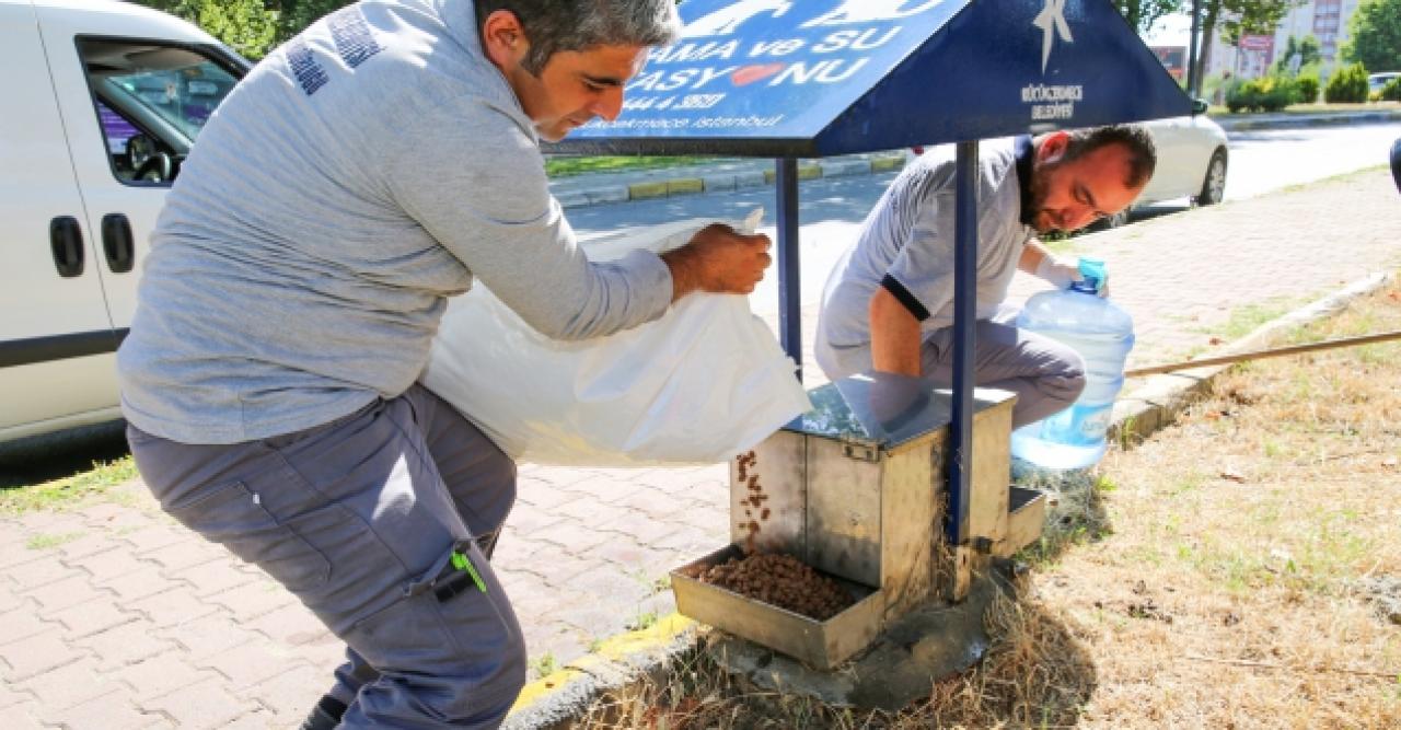 Küçükçekmece'de hayvanlara mama ve su desteği