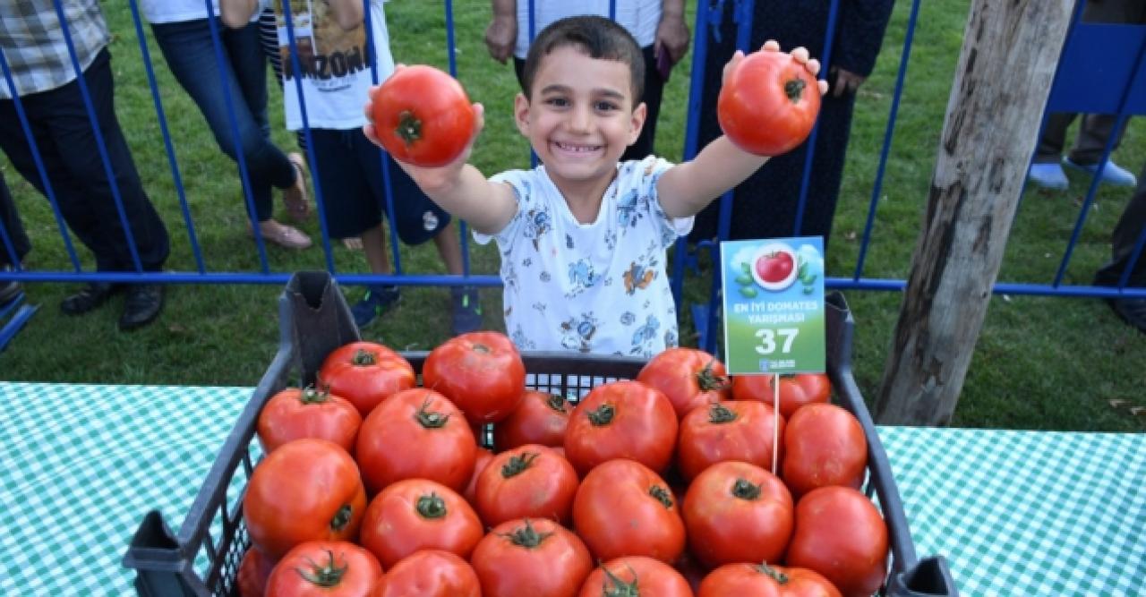 Silivri'de en güzel domatesler yarıştı