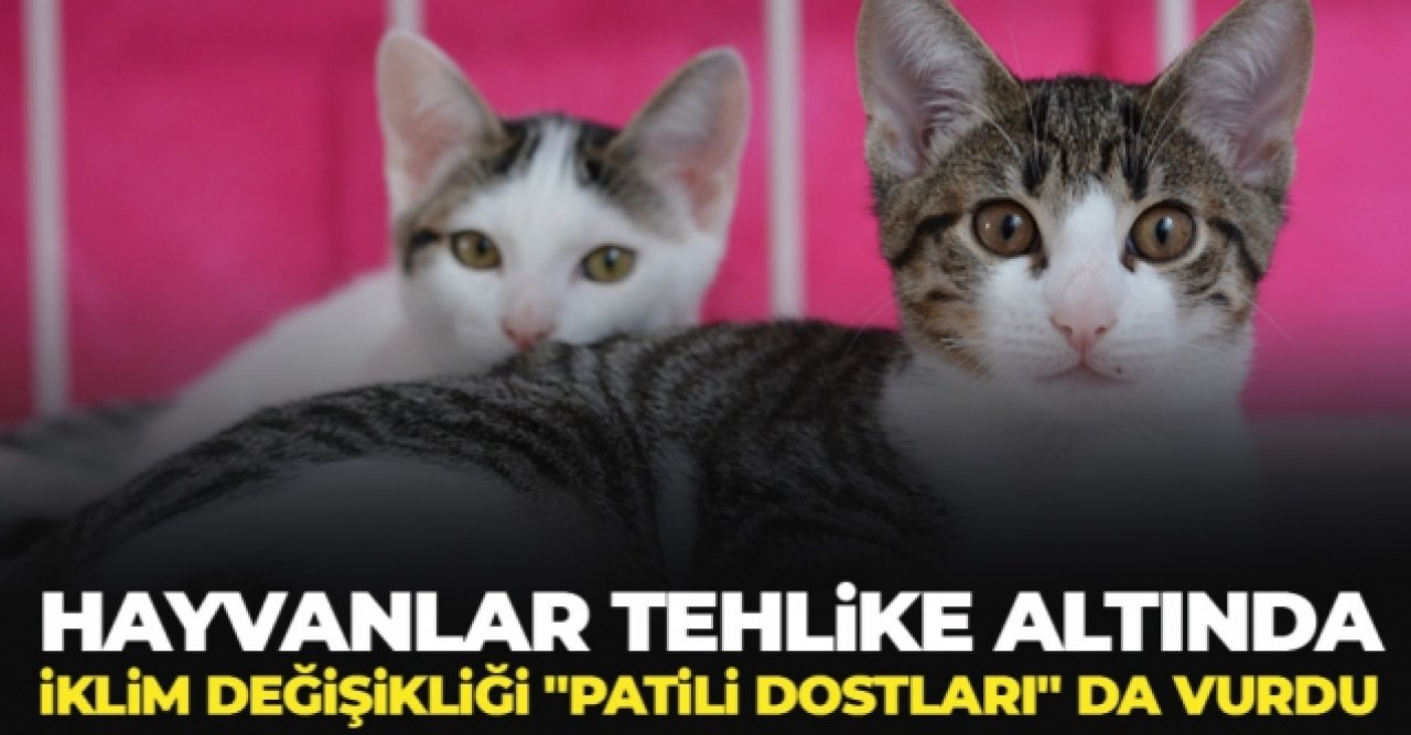 İklim değişiklği "patili dostları" da vurdu