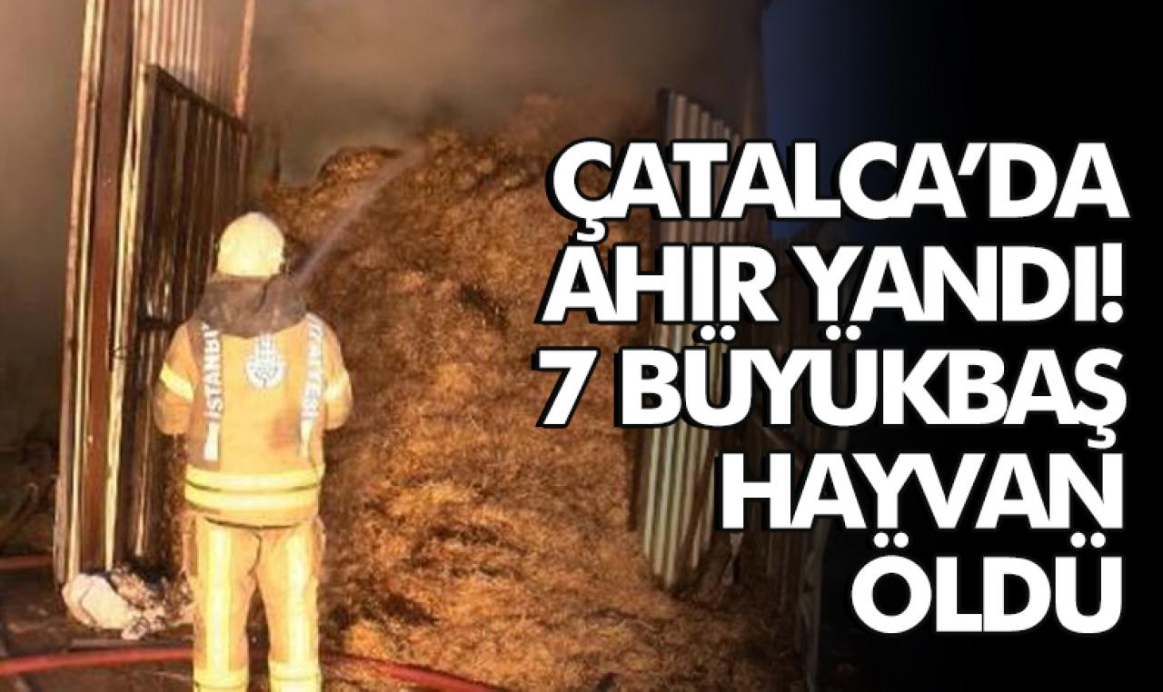 Çatalca'da yanan ahırda 7 büyükbaş hayvan öldü