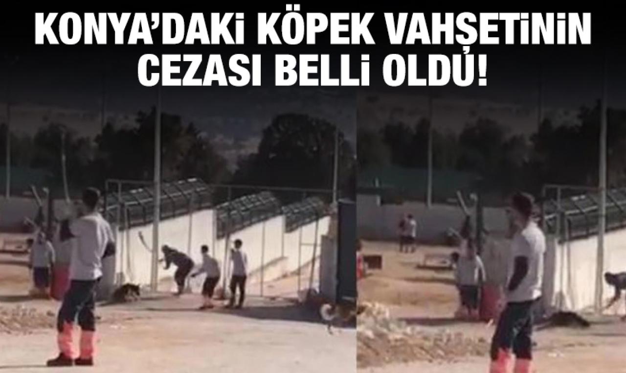 Konya'daki köpek vahşetinin cezası belli oldu