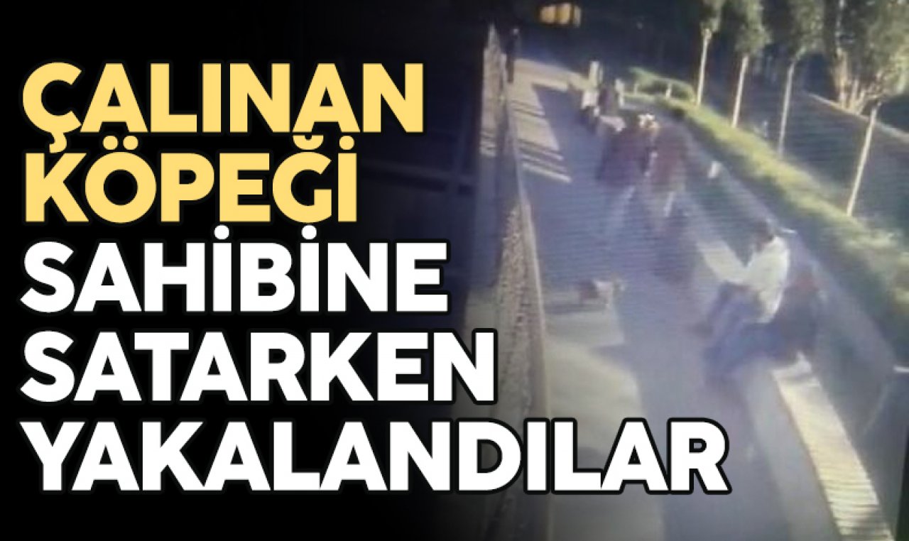 Şişli’de çalınan köpeği sahibine satmak isterken yakalandılar