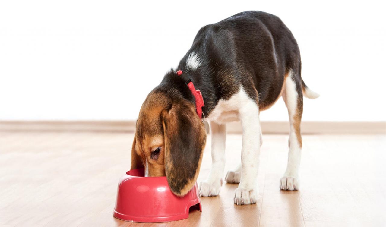 Köpek maması fiyatları ne kadar, kaç para ?