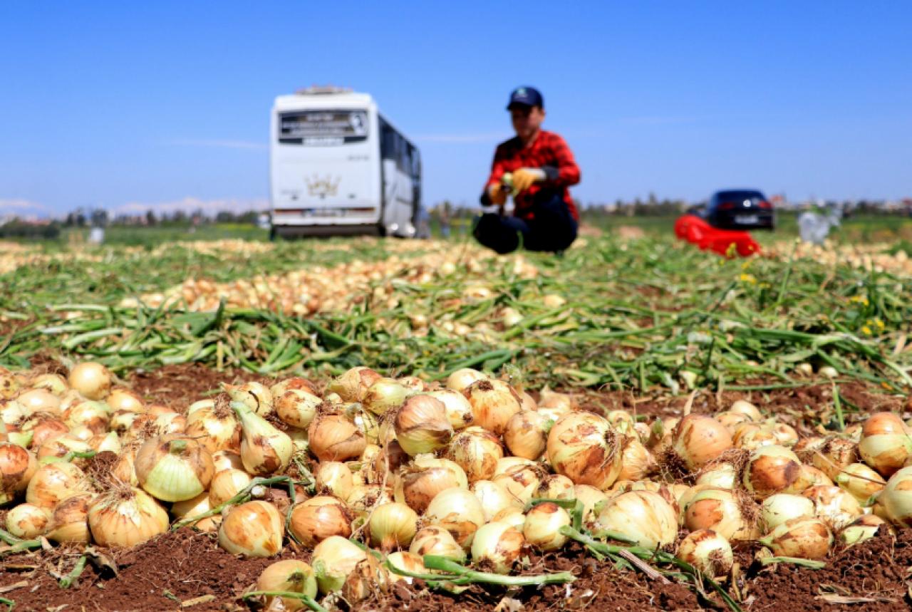 Adana ve Hatay'da turfanda soğan hasadı başladı