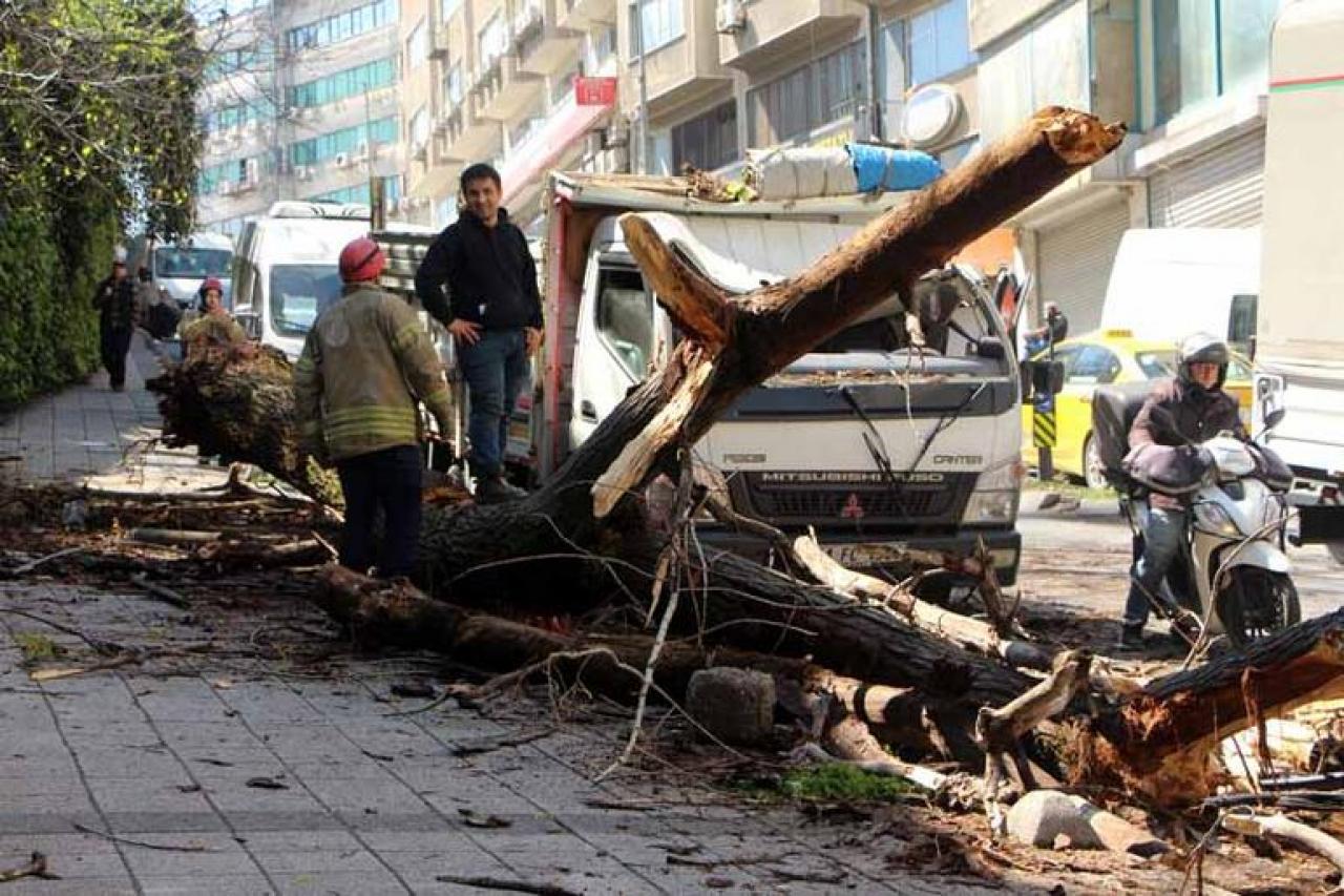 Park halindeki kamyonetin üzerine ağaç devrildi