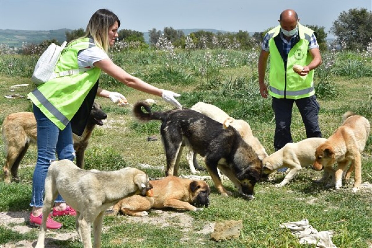 Bursa'da 17 ilçede sahipsiz sokak hayvanlarına destek sağlanıyor