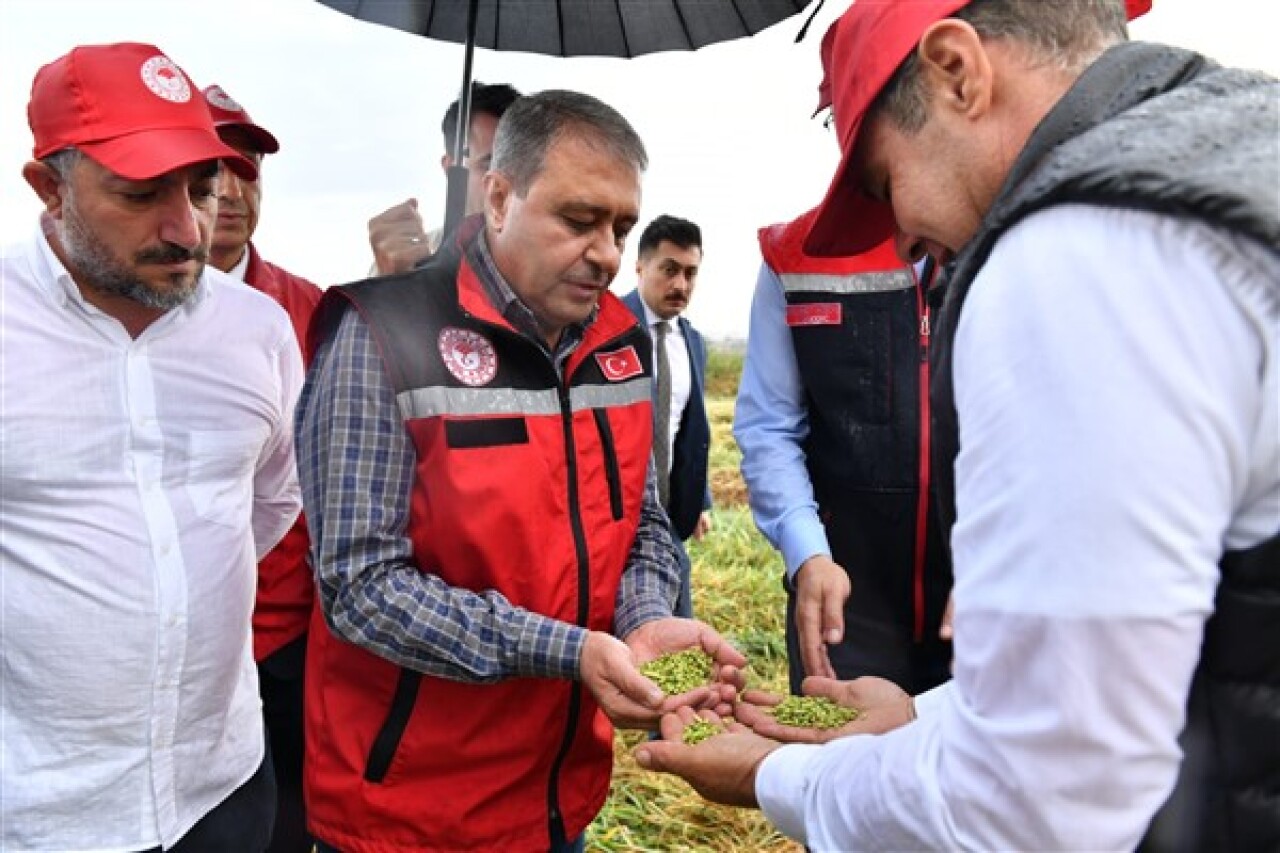 Şanlıurfa Valisi Şıldak, firik hasadına katıldı