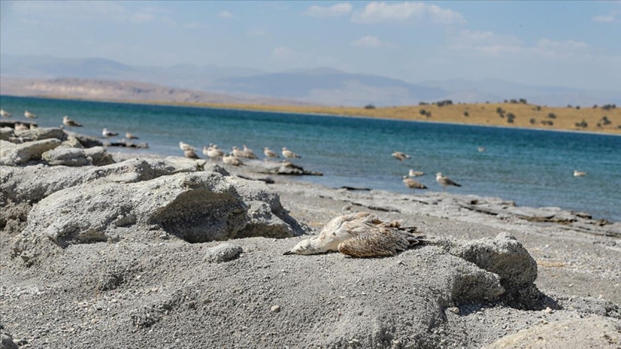 Van'da aşırı sıcaklık ve kuraklık martı ölümlerini artırdı