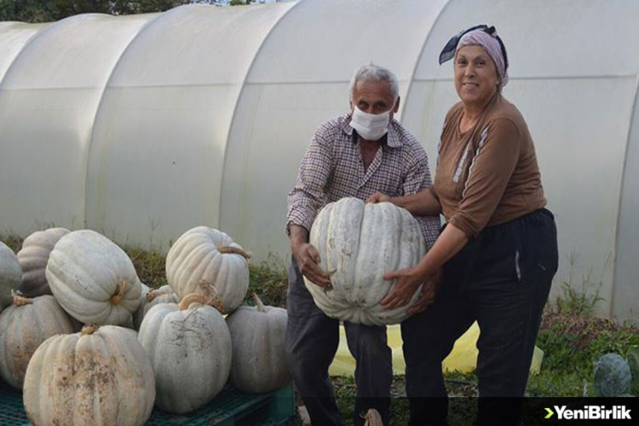 Bartın'da yetiştirilen 50 kilogramlık kabaklar ilgi görüyor