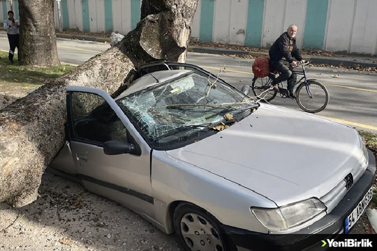 Sakarya'da şiddetli lodosta devrilen ağaç otomobillere zarar verdi