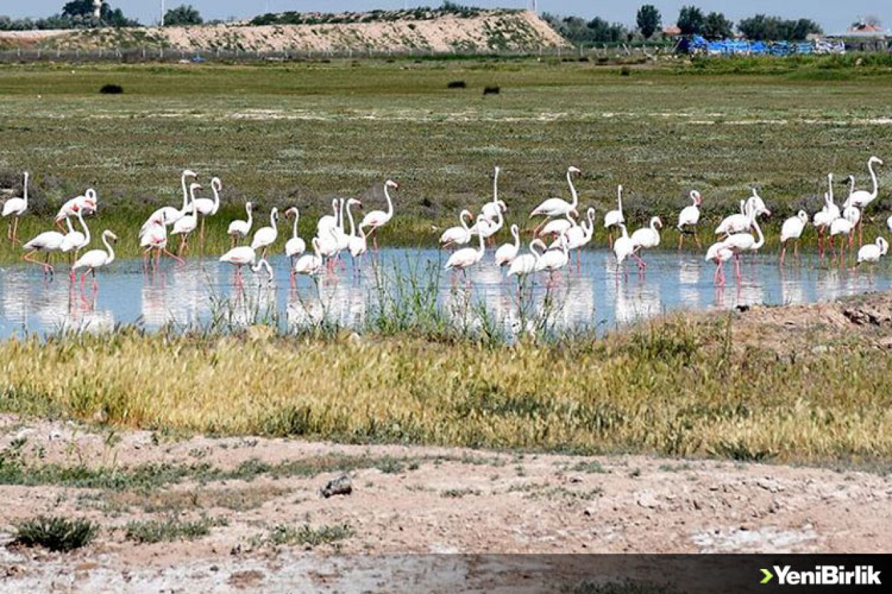 Tuz Gölü misafiri flamingolar sonbahara kadar kalacakları evlerine geldi