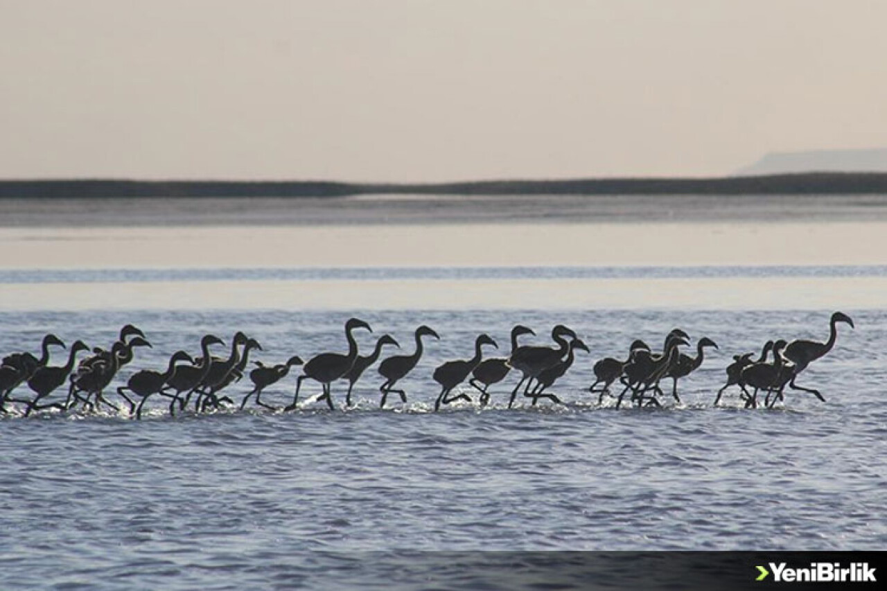 Flamingo yavruları Tuz Gölü'nde büyüyor