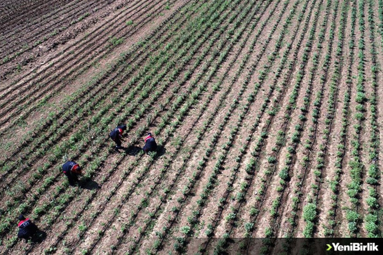 Kadınlar 121 dönüm araziyi aromatik bitkilerle tarıma kazandırdı