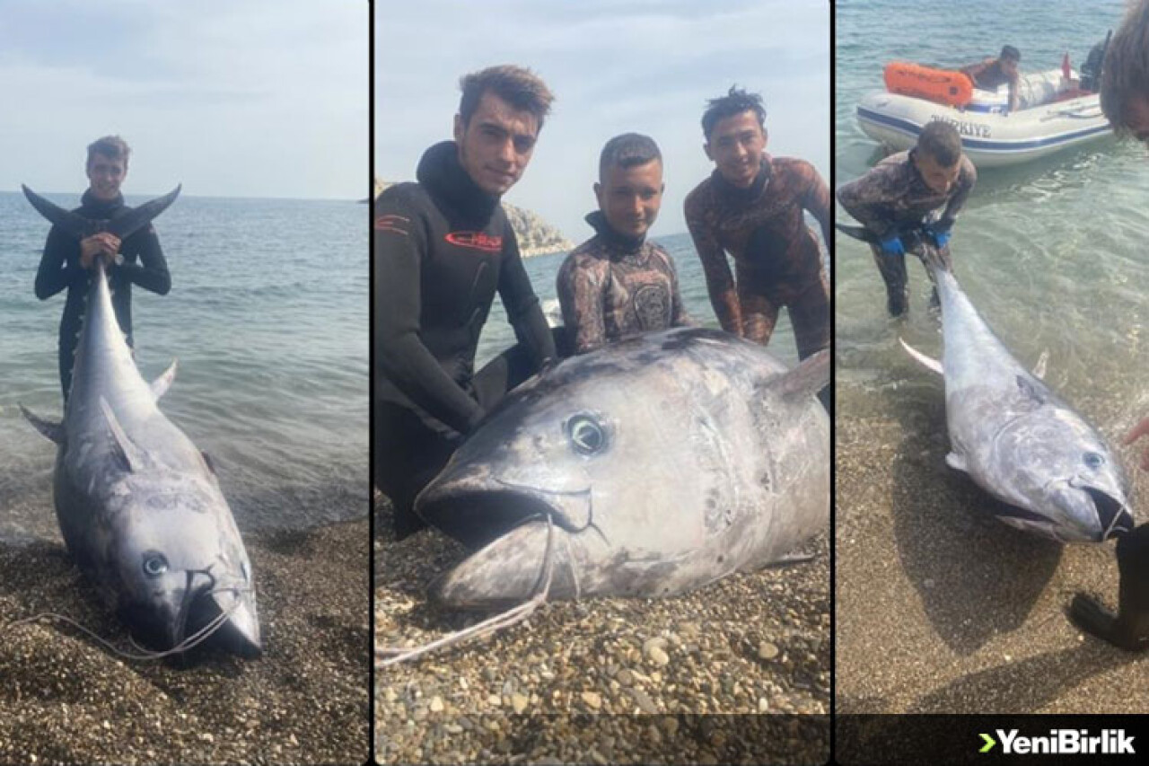 Mersin'de zıpkınla 150 kilogramlık orkinos avlandı