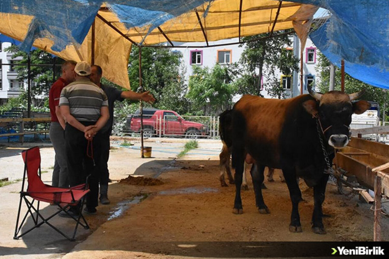 Ordu'da kurban pazarları ve kesim yerlerinde hareketlilik sürdü