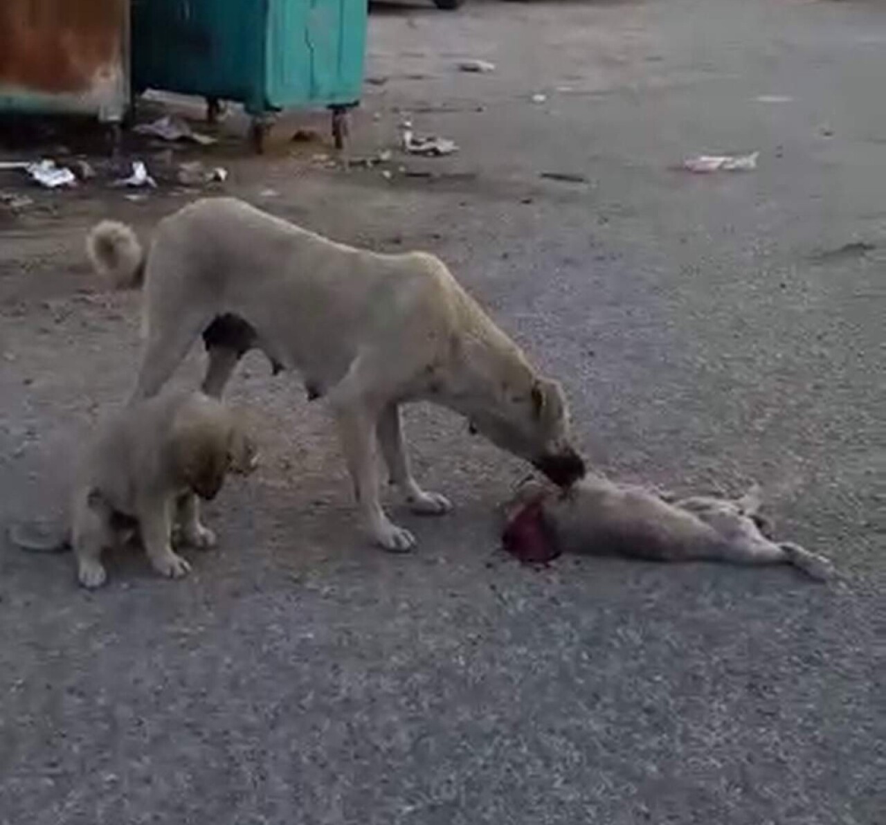 Ölen yavrusunun başında ağlayan köpek, görenleri duygulandırdı