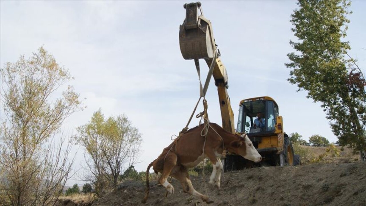 İneği kurtarmak için 5 kilometre yol açtılar