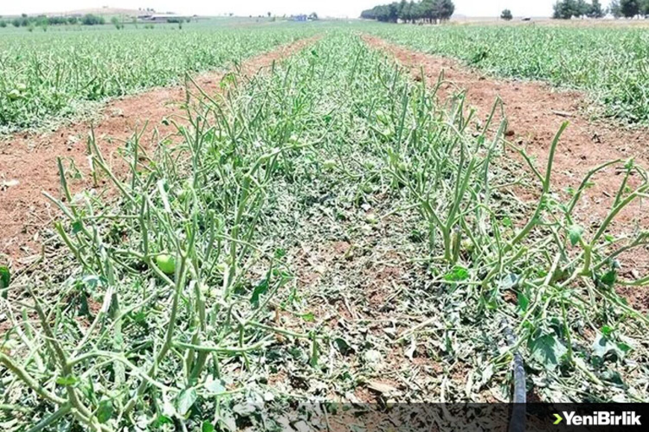 Şanlıurfa'da sağanak ve dolu, sera ve tarlalara zarar verdi