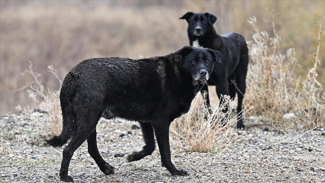 Başıboş köpeğin saldırısına uğrayan çocuk yaralandı