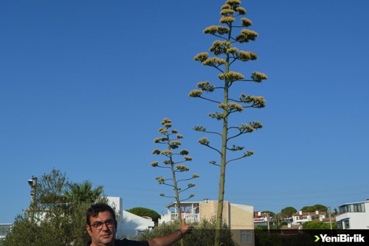 Ayvalık'ta agave bitkisi ilk ve son kez çiçek açtı