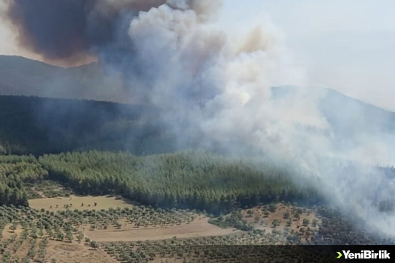 Milas-Bodrum Havalimanı yolunda ormanlık alanda çıkan yangına müdahale ediliyor