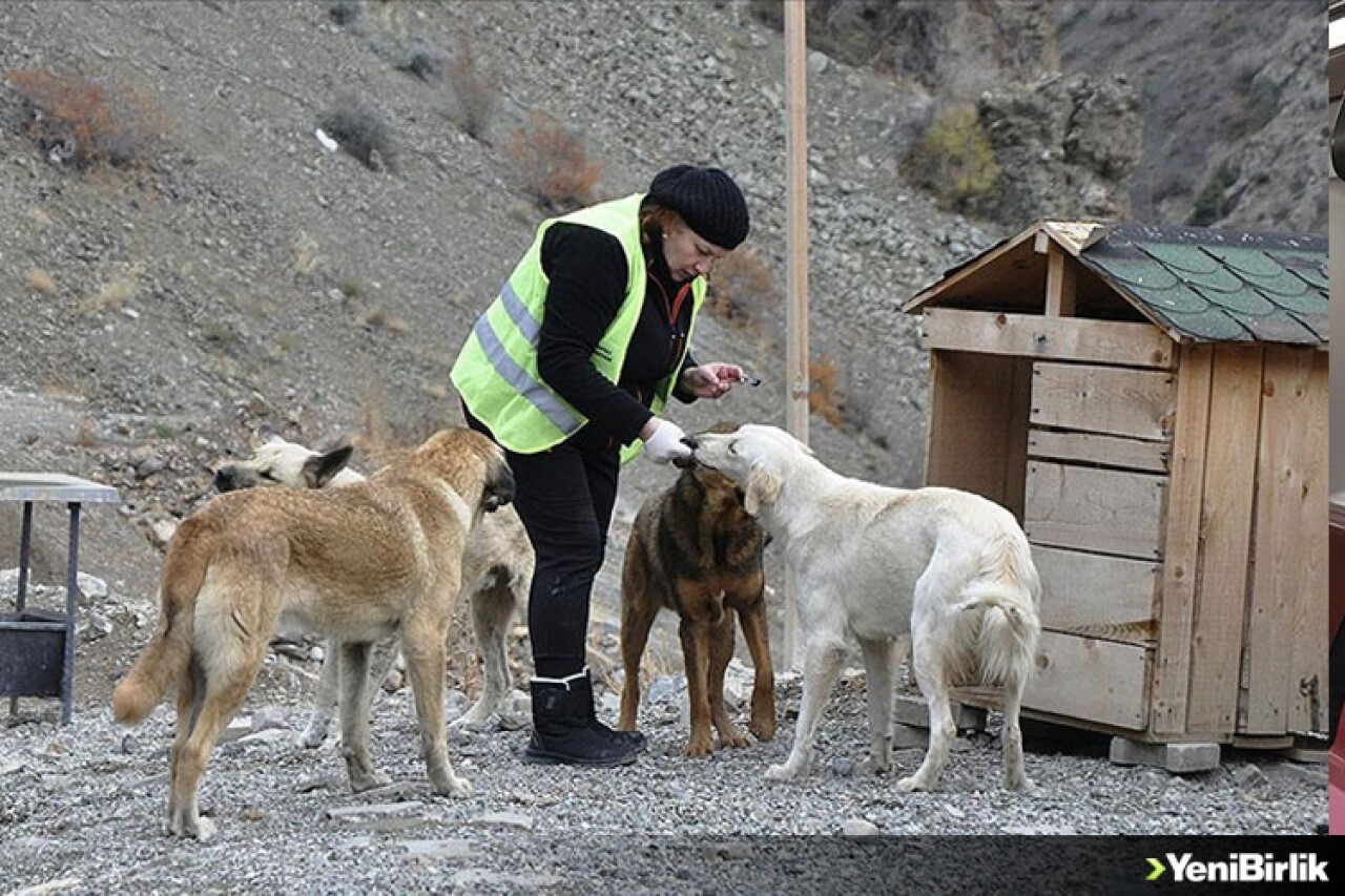 Yusufeli'nde sular altında kalacak yerlerdeki sokak hayvanları tahliye ediliyor