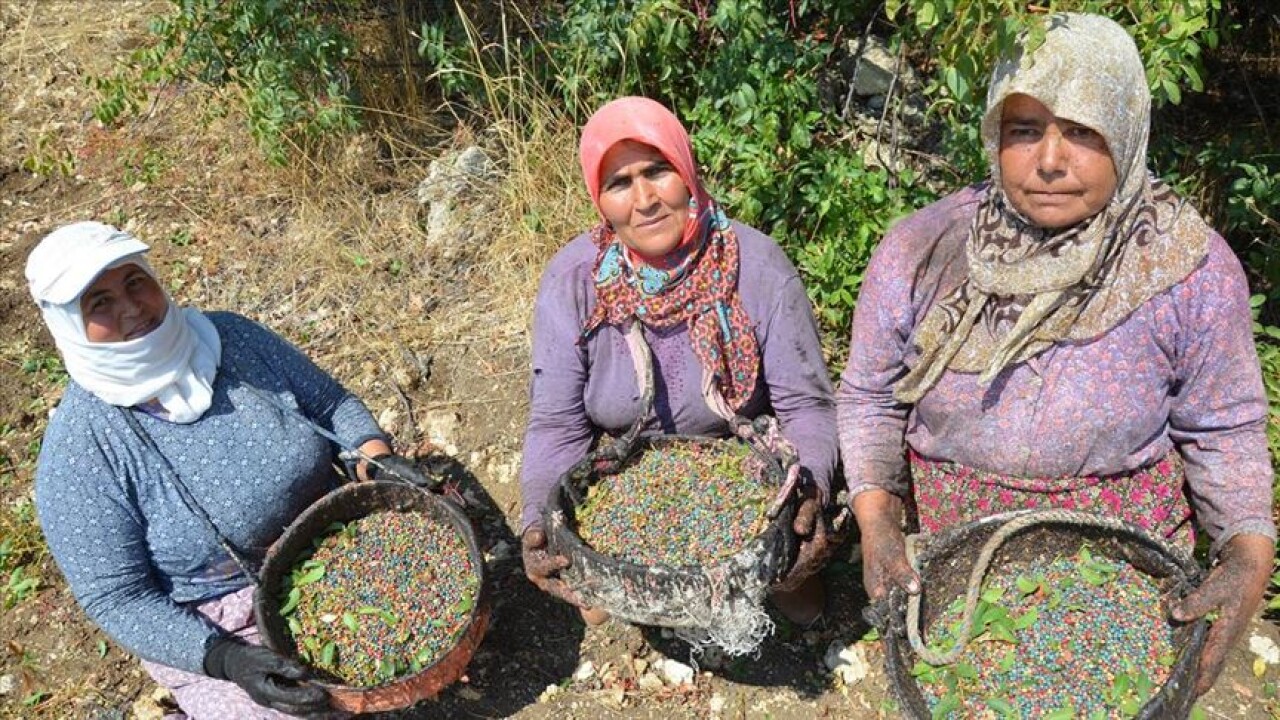 Kırda yetişen çitlembik, kadınların gelir kapısı oldu