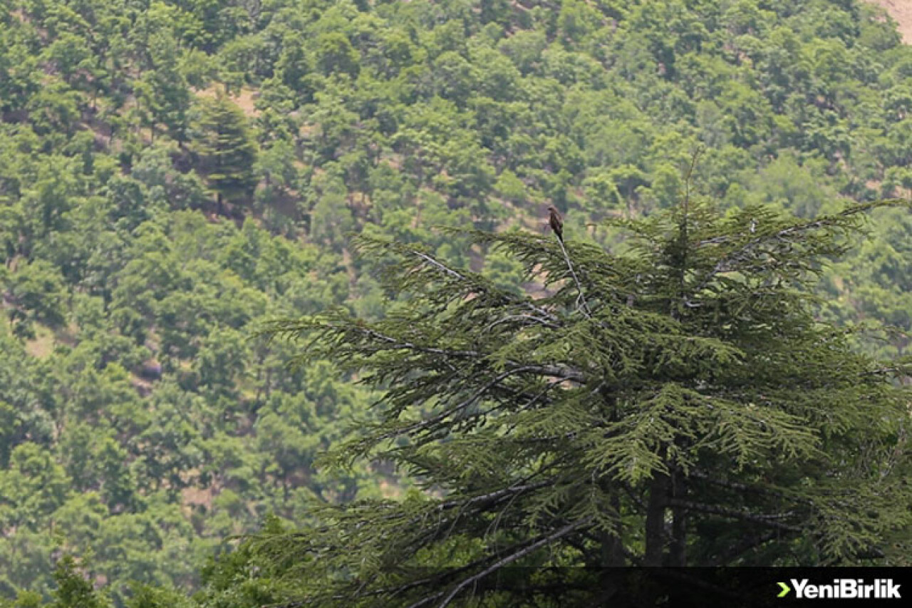 Ardahan'da yangınların önlenmesi amacıyla ormanlık alanlara giriş yasaklandı