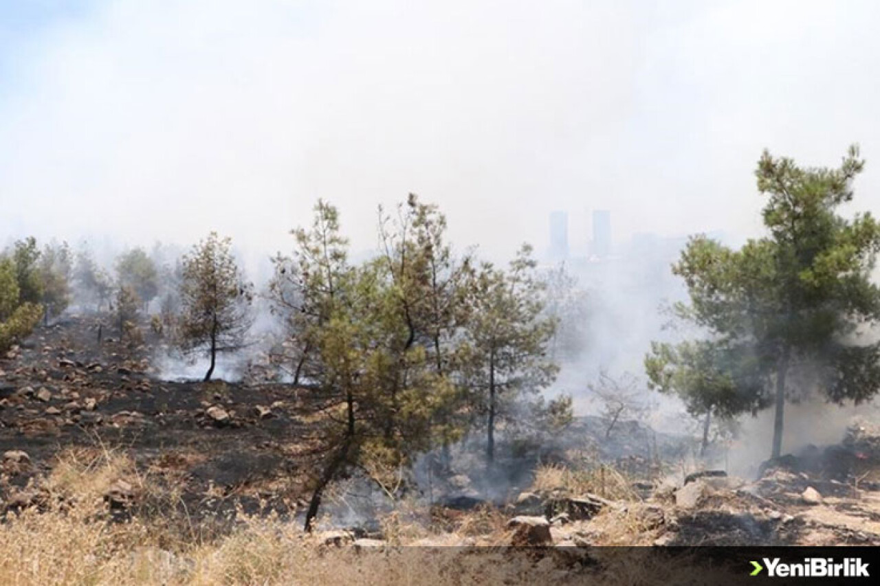 Şanlıurfa'daki orman yangınıyla ilgili gözaltına alınan zanlı tutuklandı