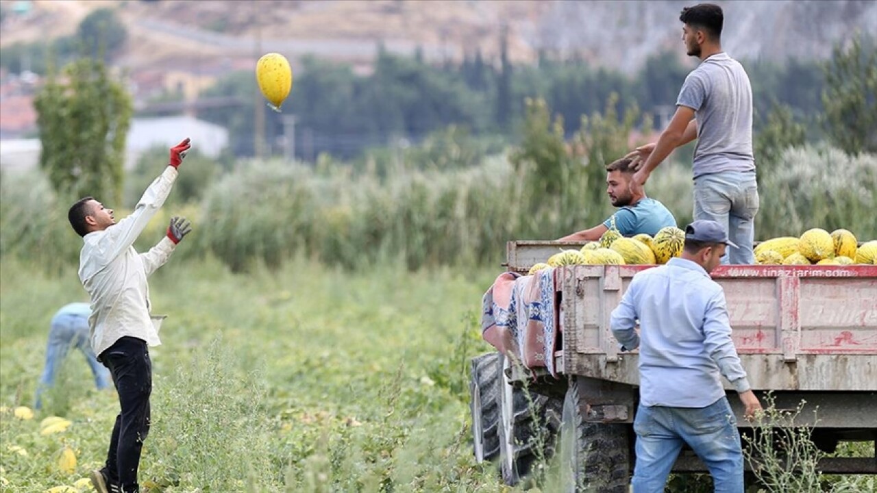 Kırkağaç kavunu "kış sofraları" için depolara kaldırılıyor