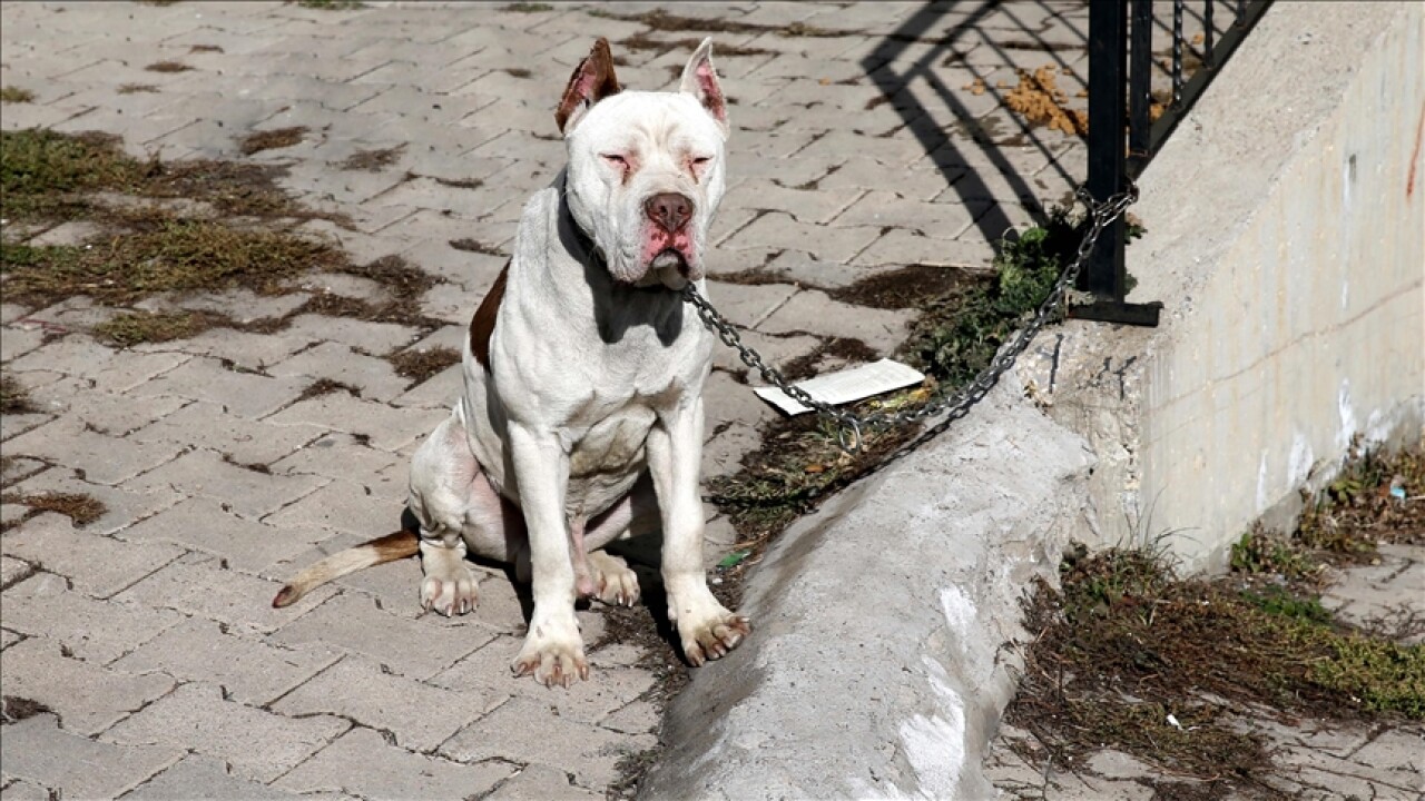 Sivas'ta sahibinin bırakıp kaçtığı yasaklı ırk köpek hayvan barınağına götürüldü