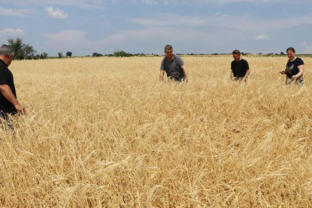 Edirne'de dolu ve sağanaktan etkilenen tarım arazilerinde hasar tespit çalışmaları sürüyor