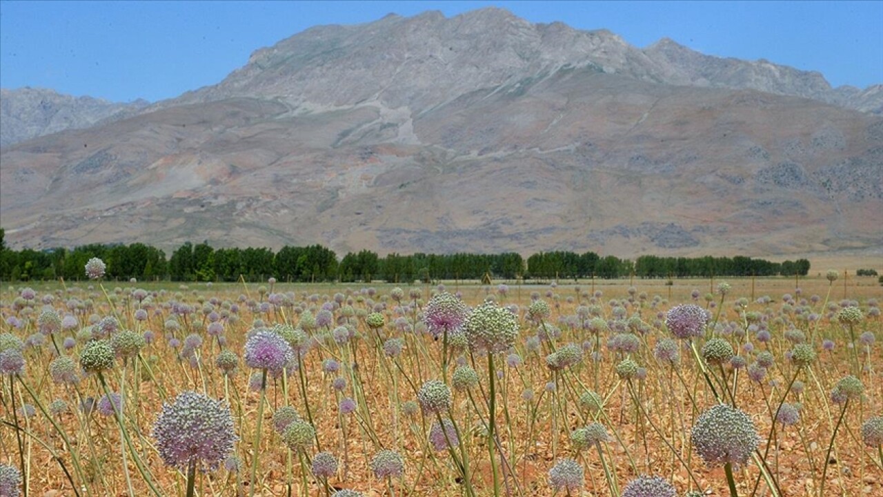 Tunceli'de 2 bin rakımda yetişen 'dağ sarımsağı' kadınların iş kapısı oldu