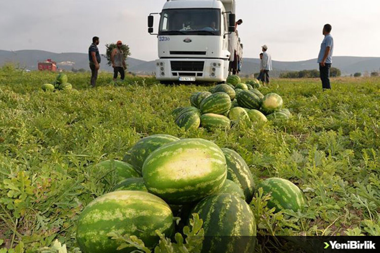 'Osmaneli karpuzu' mevsimlik işçilere ekmek kapısı oluyor