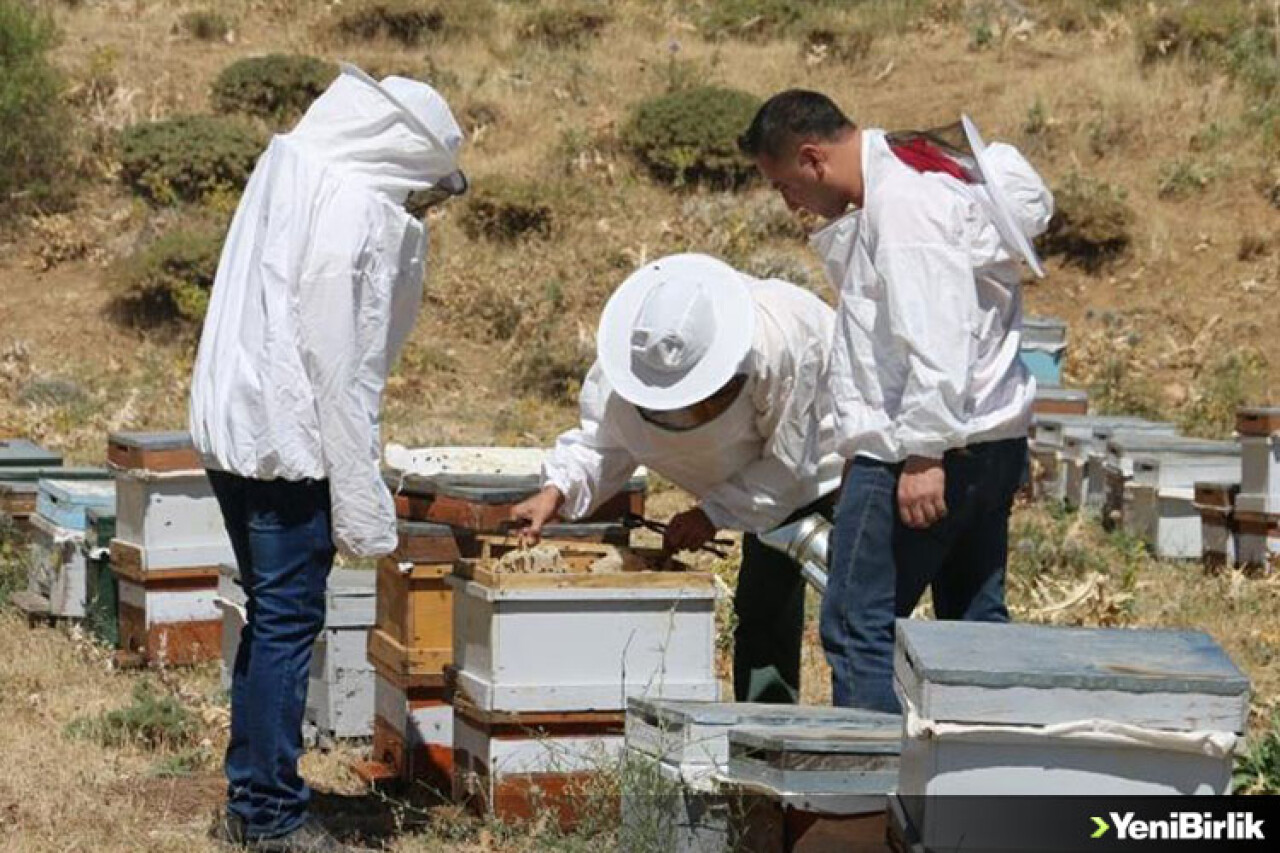 Huzura kavuşan Çemikare Yaylası'nda bal üretiyorlar