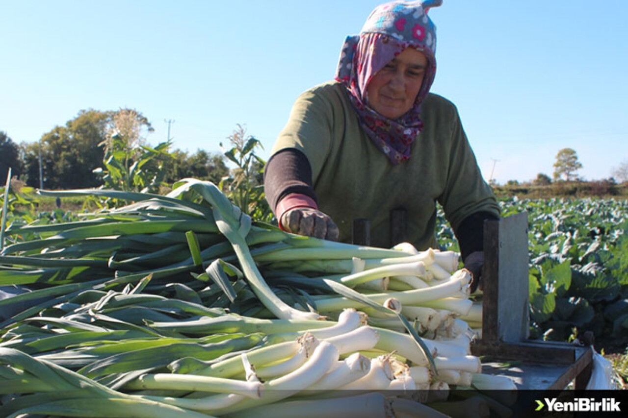 Bafra Ovası'nda pırasa hasadına başlandı